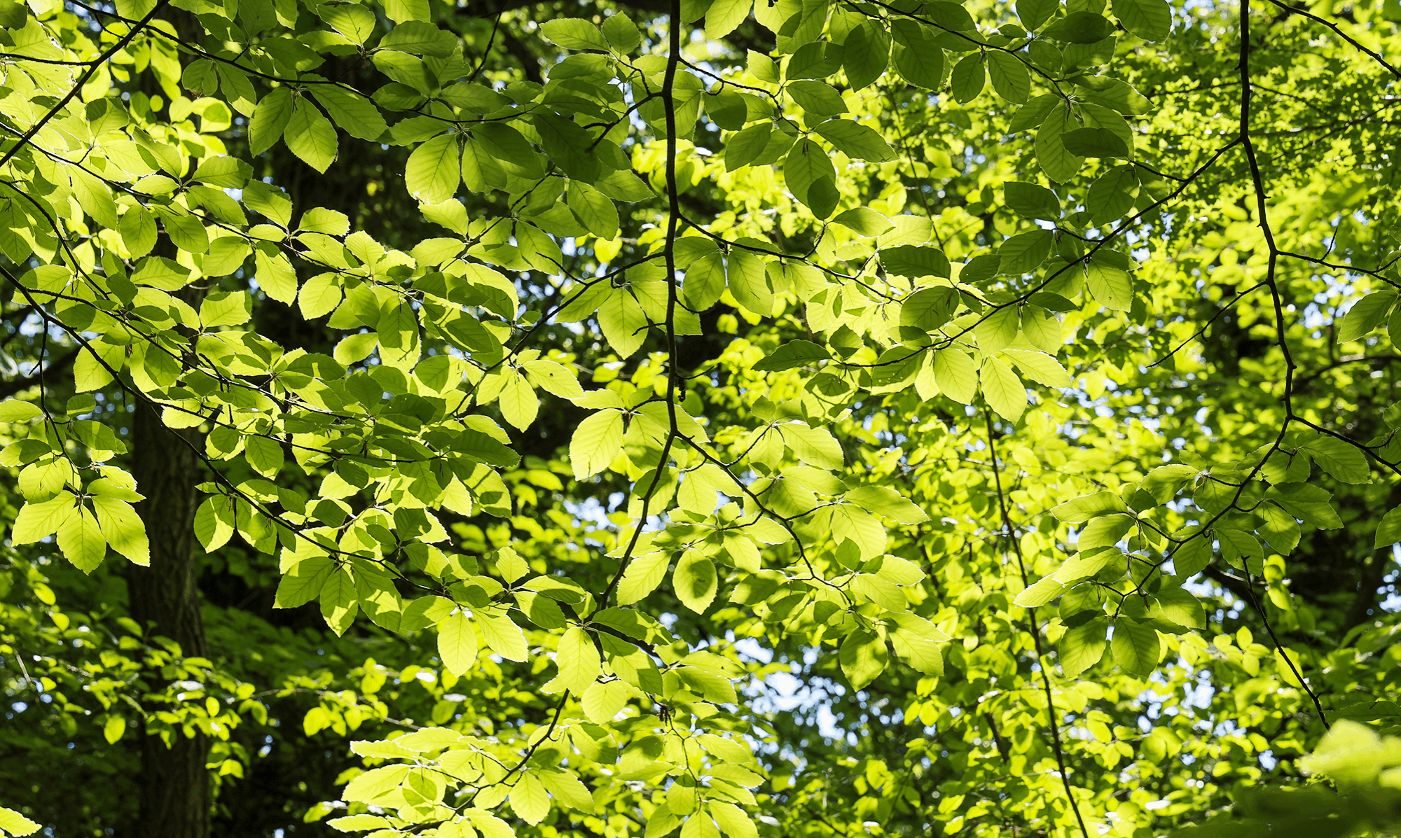 Gozd, CC-BY Ernest Ženko